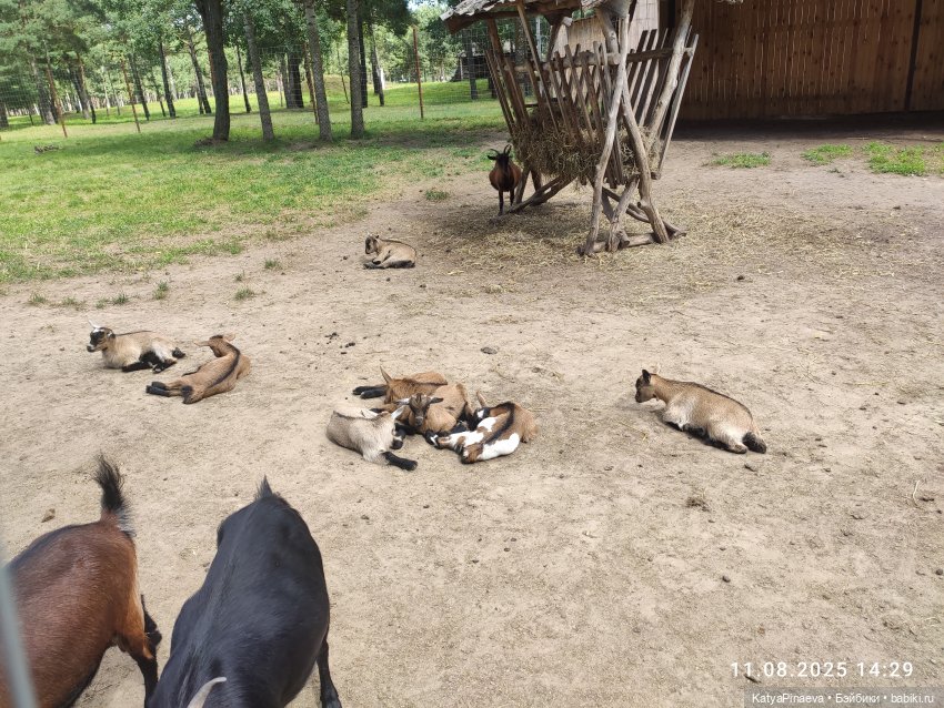 Парк животных " Диприз" вторая локация (фото 3)