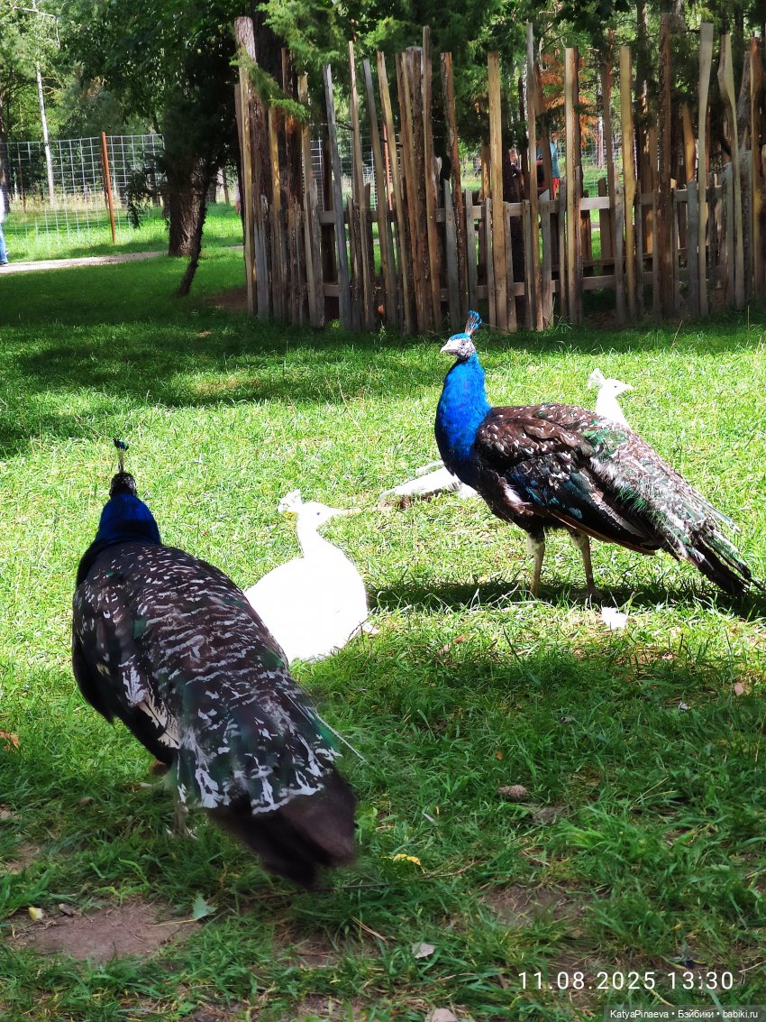 Парк животных " Диприз" вторая локация