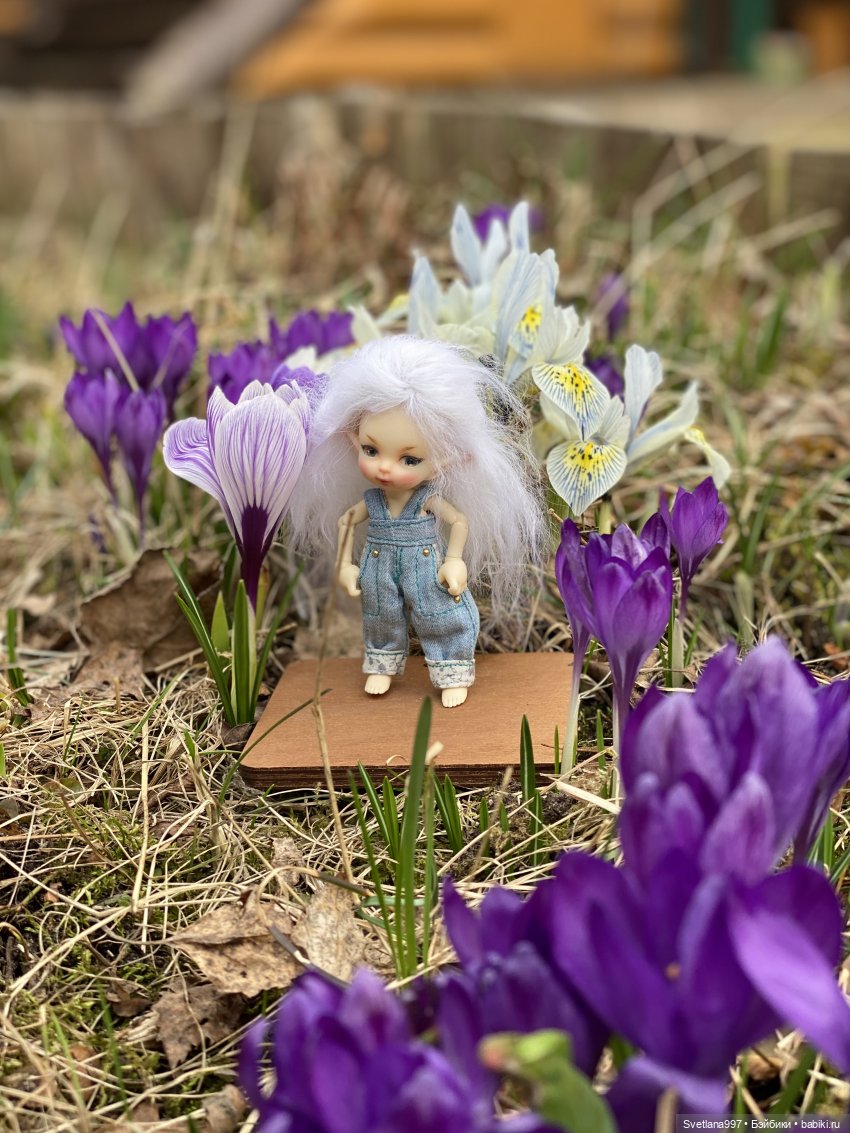 Может, кого-то и нашли в капусте, но Стефана - в крокусах (фото 4)