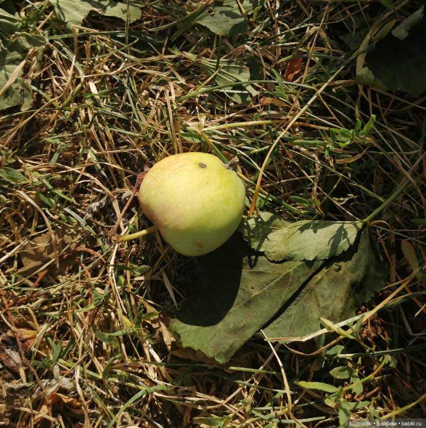 Путешествие на Большой Черепахе (фото 2)