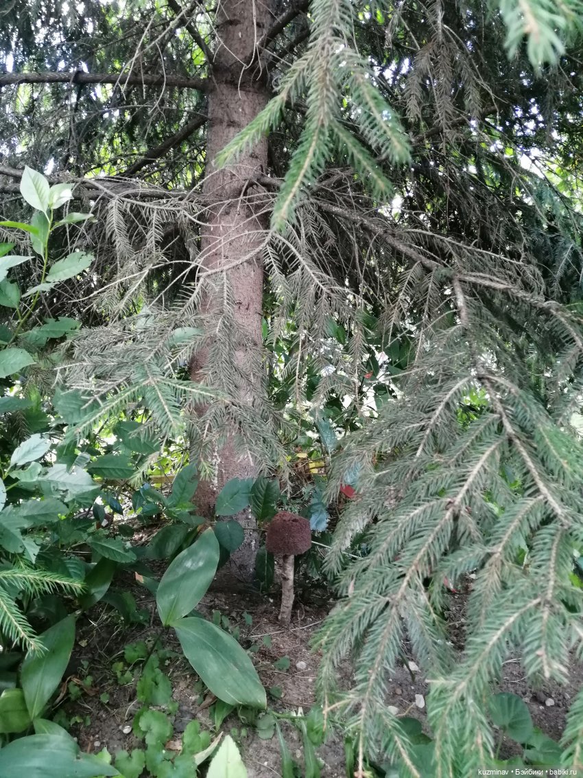 Мечты сбываются — Куклы Baboliy (Баболи (фото 9)