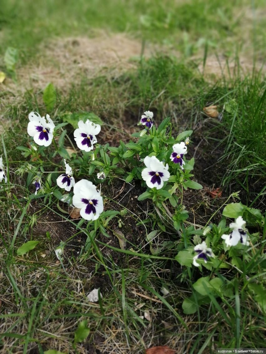 С "лейкой" и с блокнотом — Куклы Baboliy (Баболи