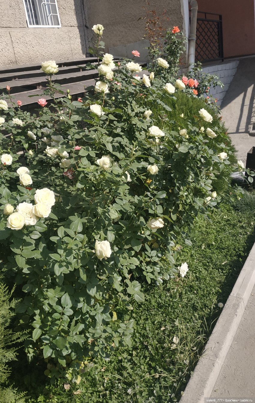 Дачные зарисовки — Разные шарнирные куклы (не БЖД): редкие