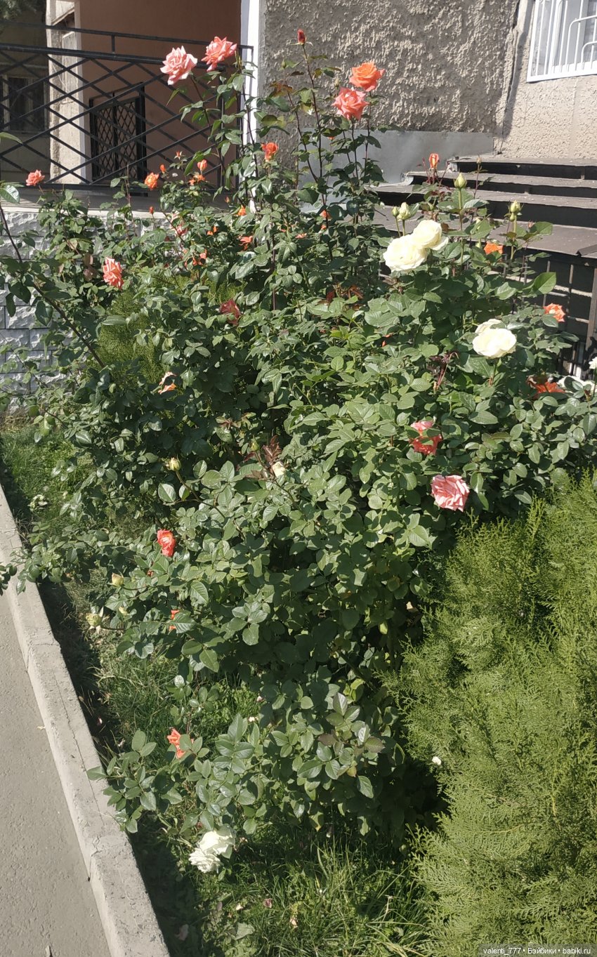 Дачные зарисовки — Разные шарнирные куклы (не БЖД): редкие (фото 2)