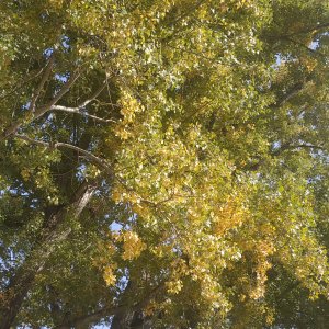 Дачные зарисовки