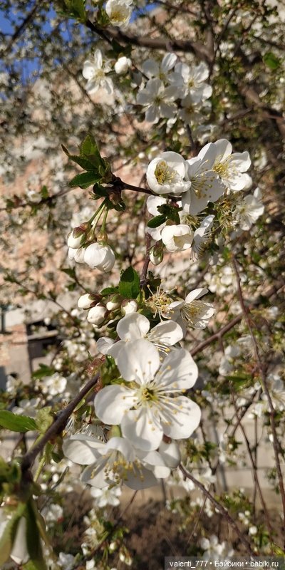 Весна — Болталка и разговоры обо всем: жизнь
