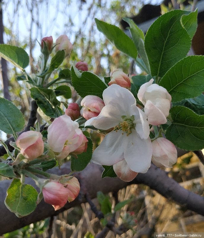 Весна — Болталка и разговоры обо всем: жизнь