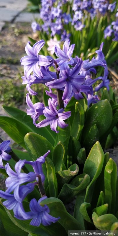 Весна — Болталка и разговоры обо всем: жизнь