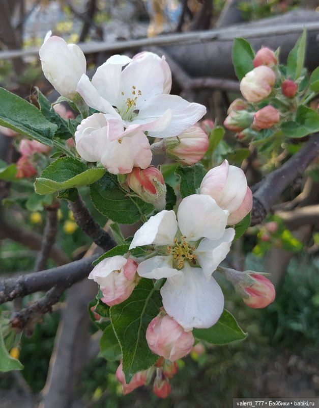 Весна — Болталка и разговоры обо всем: жизнь