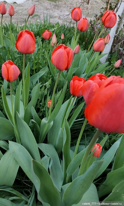 Весна — Болталка и разговоры обо всем: жизнь