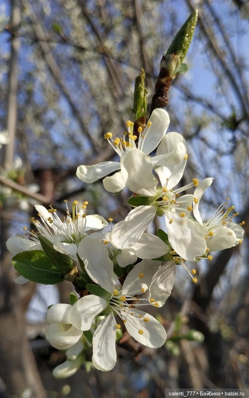 Весна — Болталка и разговоры обо всем: жизнь