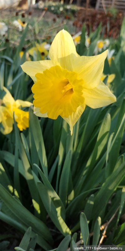 Весна — Болталка и разговоры обо всем: жизнь