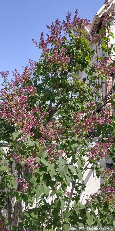 Весна — Болталка и разговоры обо всем: жизнь