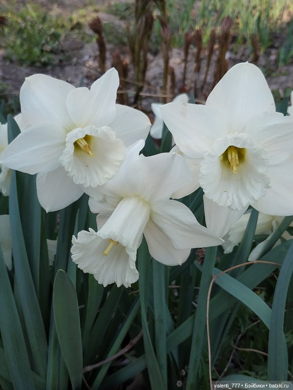 Весна — Болталка и разговоры обо всем: жизнь