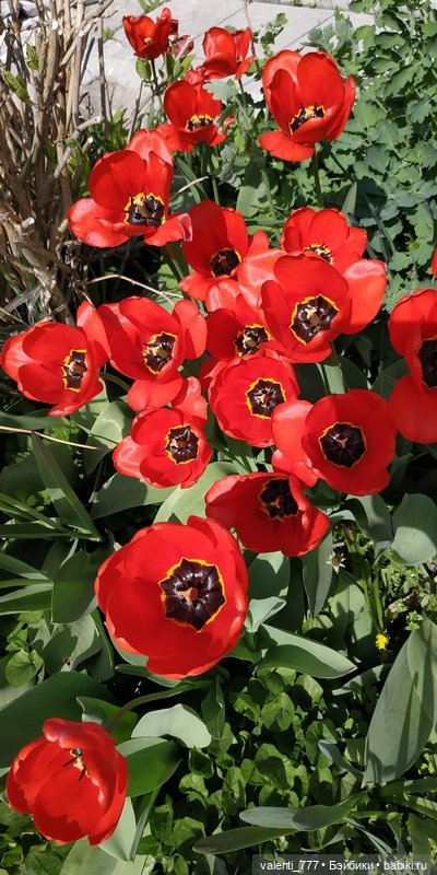 Весна — Болталка и разговоры обо всем: жизнь