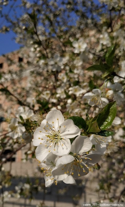 Весна — Болталка и разговоры обо всем: жизнь