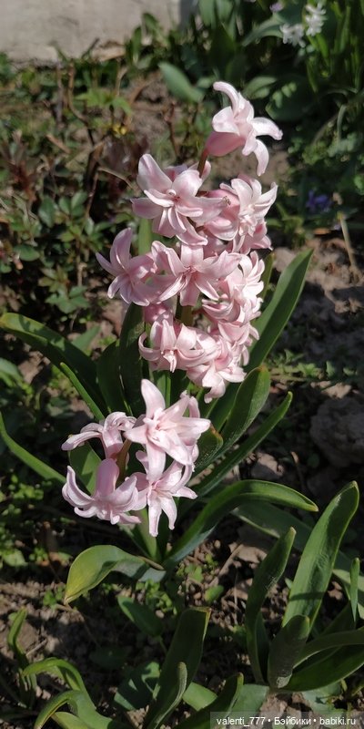 Весна — Болталка и разговоры обо всем: жизнь