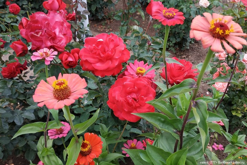 Море... солнце... Булочка