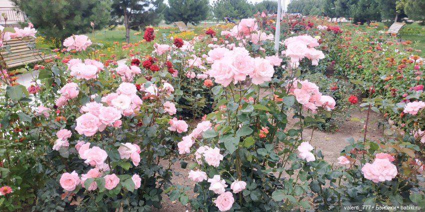 Море... солнце... Булочка