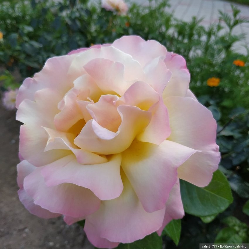 Море Клео Розы — Куклы Monster High и Ever After High: G1