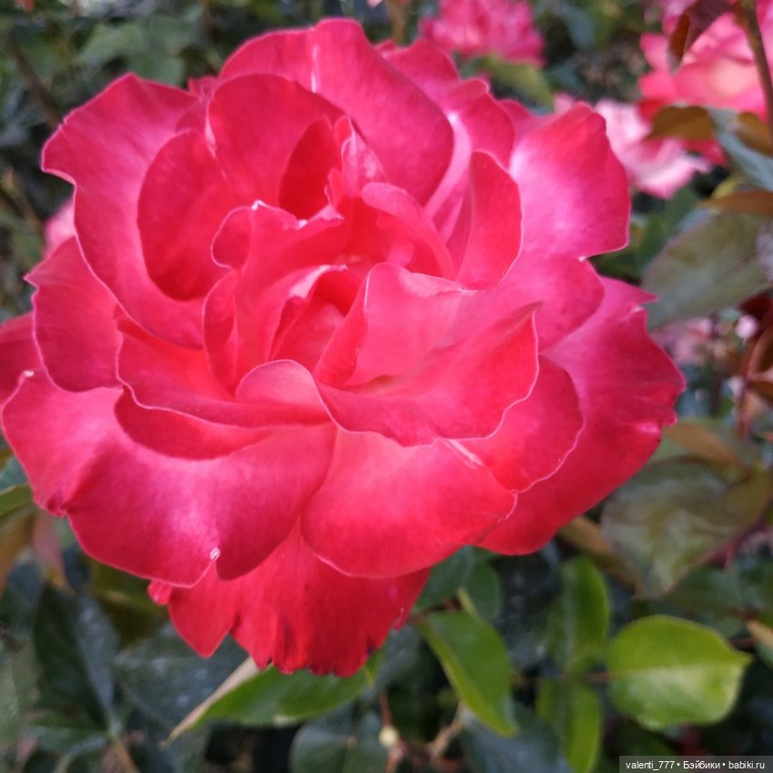 Море Клео Розы — Куклы Monster High и Ever After High: G1