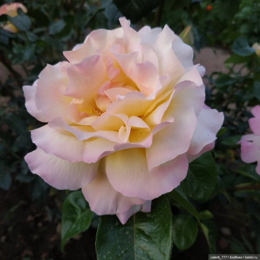 Море Клео Розы — Куклы Monster High и Ever After High: G1