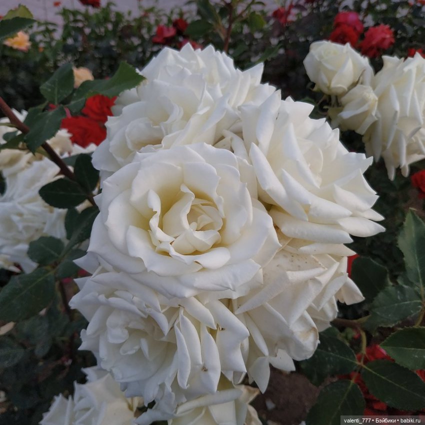 Море Клео Розы — Куклы Monster High и Ever After High: G1