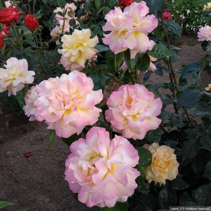 Море Клео Розы — Куклы Monster High и Ever After High: G1