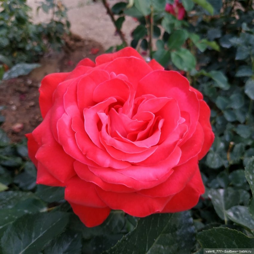 Море Клео Розы — Куклы Monster High и Ever After High: G1