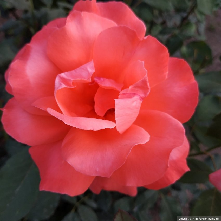 Море Клео Розы — Куклы Monster High и Ever After High: G1