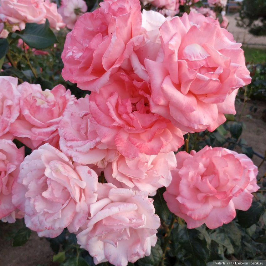 Море Клео Розы — Куклы Monster High и Ever After High: G1