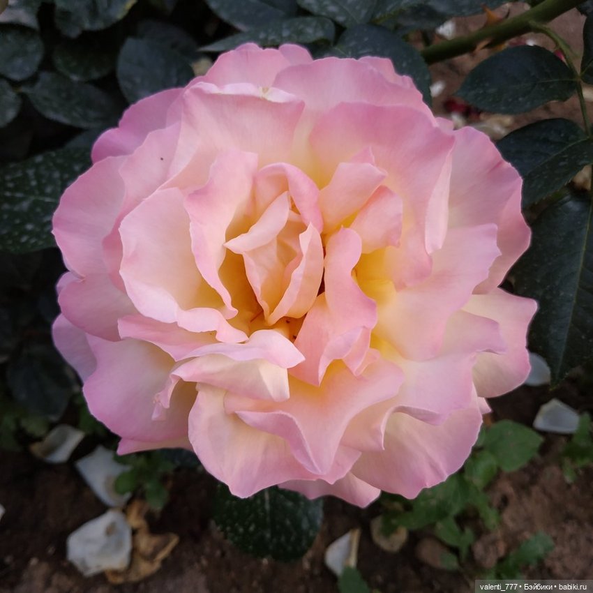 Море Клео Розы — Куклы Monster High и Ever After High: G1