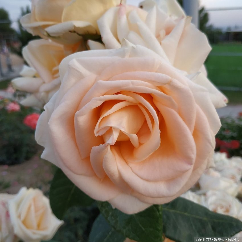 Море Клео Розы — Куклы Monster High и Ever After High: G1