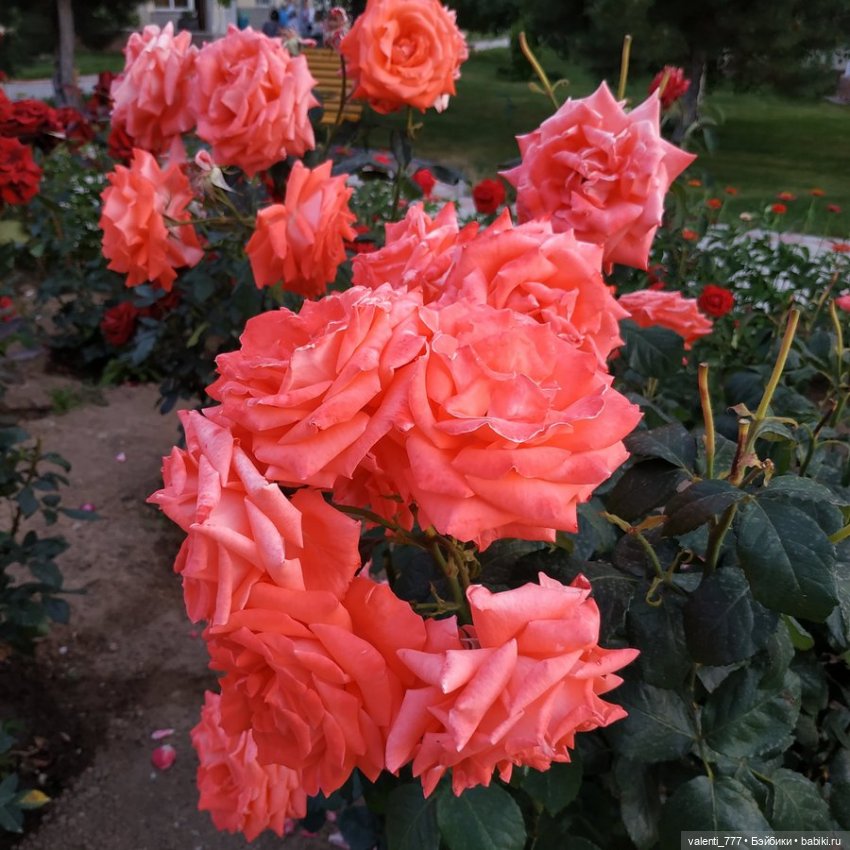 Море Клео Розы — Куклы Monster High и Ever After High: G1