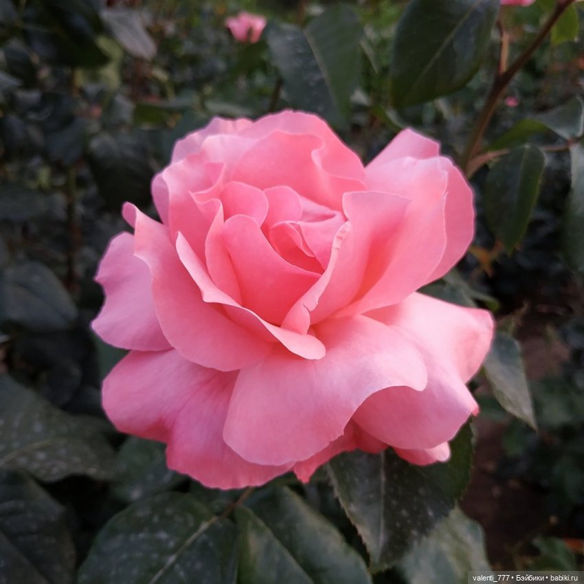 Море Клео Розы — Куклы Monster High и Ever After High: G1