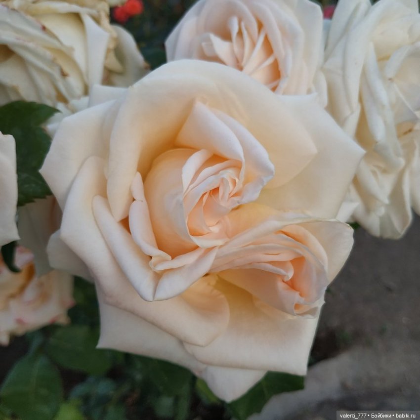 Море Клео Розы — Куклы Monster High и Ever After High: G1