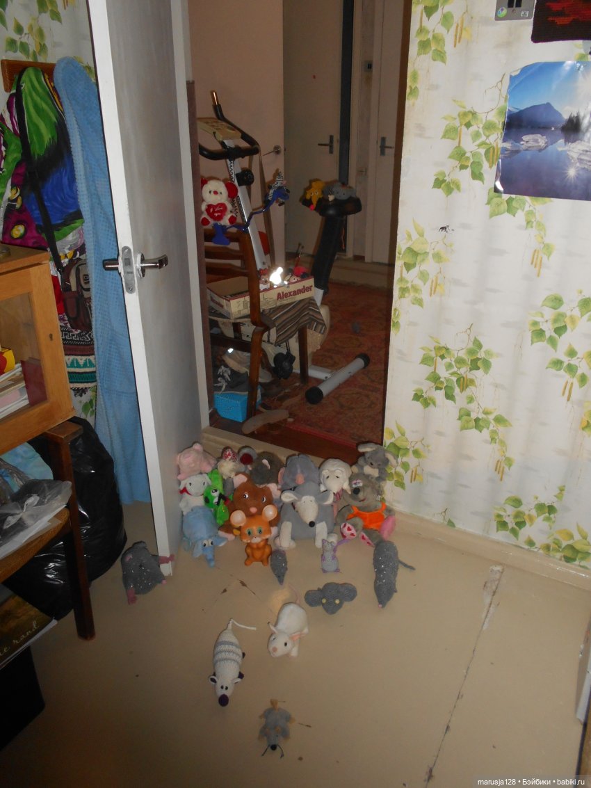 Мышиное нашествие на город Новомак: фоторепортаж с места событий. Часть первая