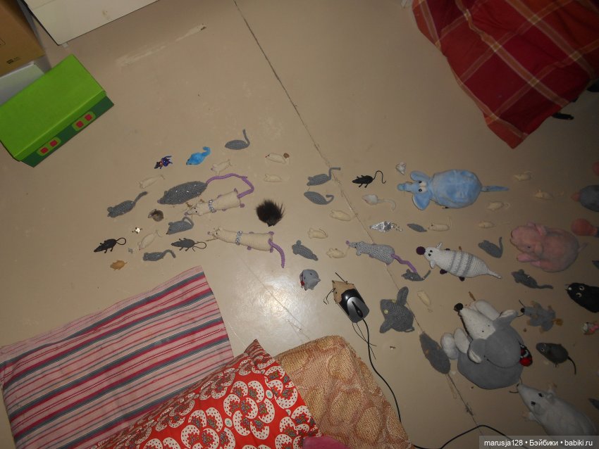 Мышиное нашествие на город Новомак: фоторепортаж с места событий. Часть первая