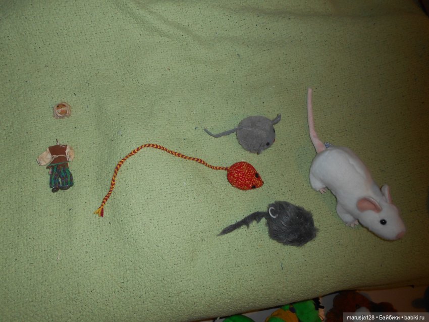 Мышиное нашествие на город Новомак: фоторепортаж с места событий. Часть первая