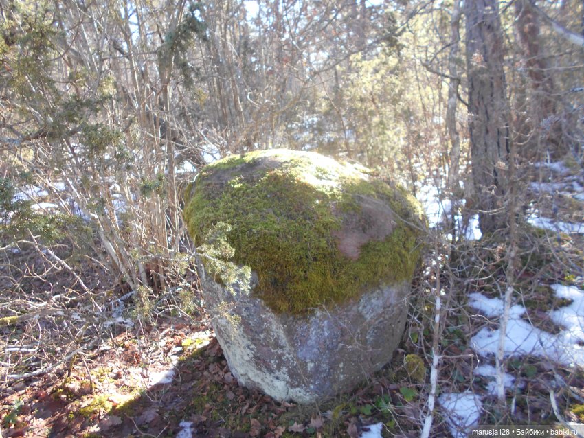Лес глазами крохи — Туризм и путешествия: фотоотчеты из поездок