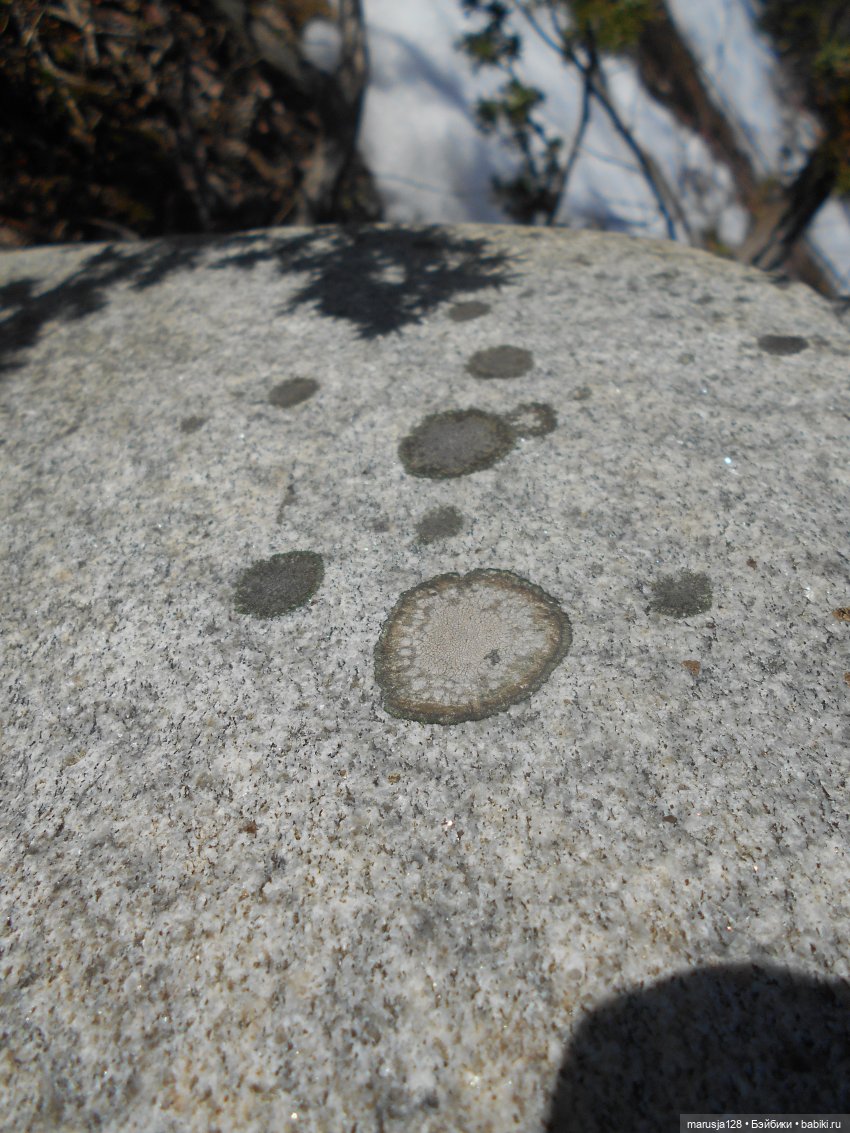 Лес глазами крохи — Туризм и путешествия: фотоотчеты из поездок