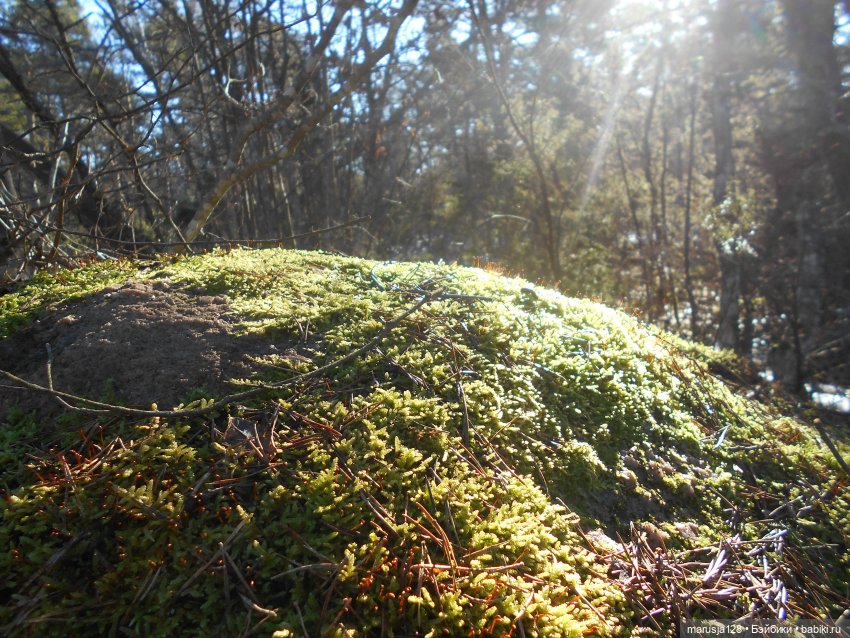 Лес глазами крохи — Туризм и путешествия: фотоотчеты из поездок