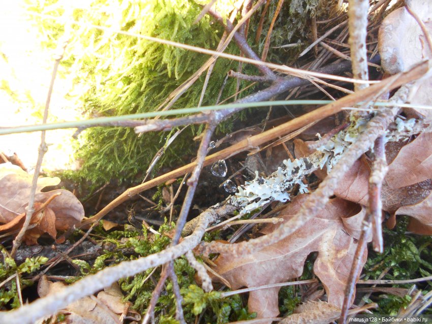 Лес глазами крохи — Туризм и путешествия: фотоотчеты из поездок