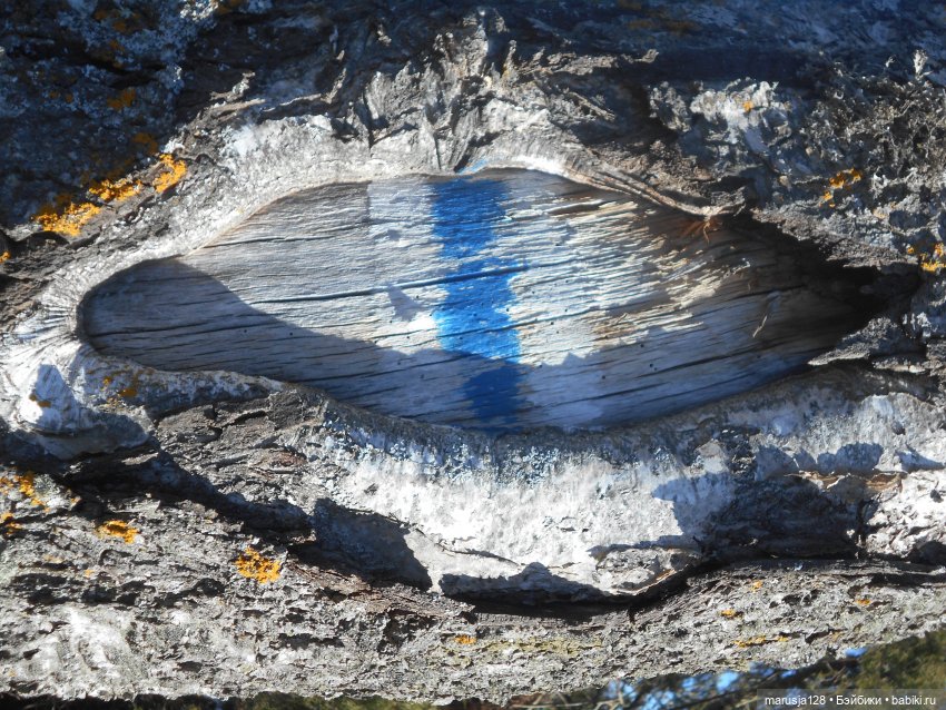 Лес глазами крохи — Туризм и путешествия: фотоотчеты из поездок