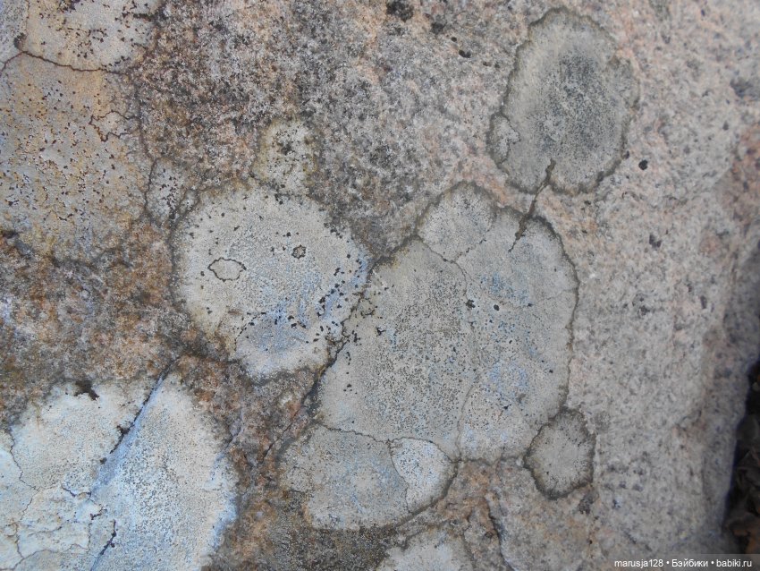 Лес глазами крохи — Туризм и путешествия: фотоотчеты из поездок (фото 4)