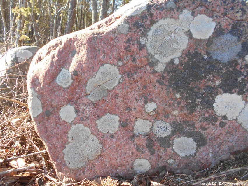Лес глазами крохи — Туризм и путешествия: фотоотчеты из поездок