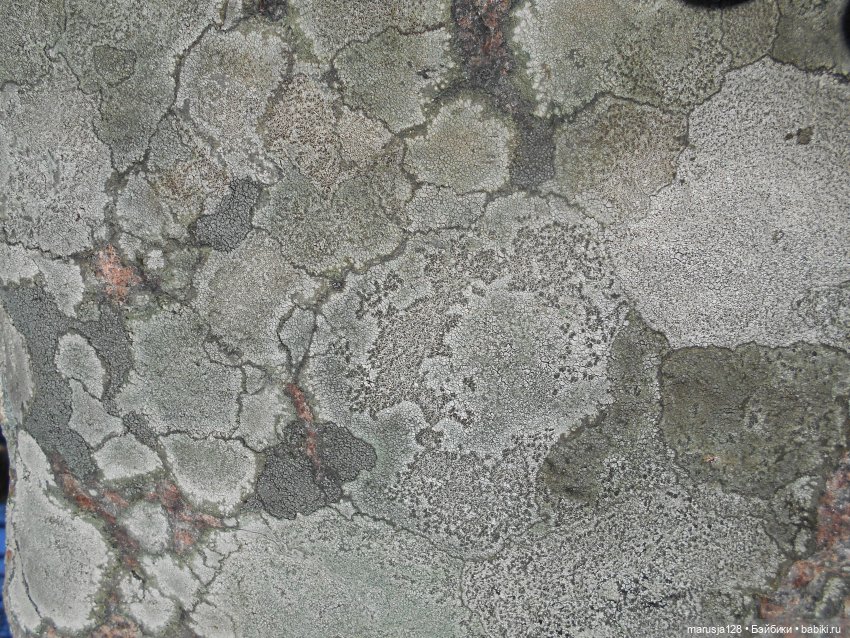 Лес глазами крохи — Туризм и путешествия: фотоотчеты из поездок (фото 7)