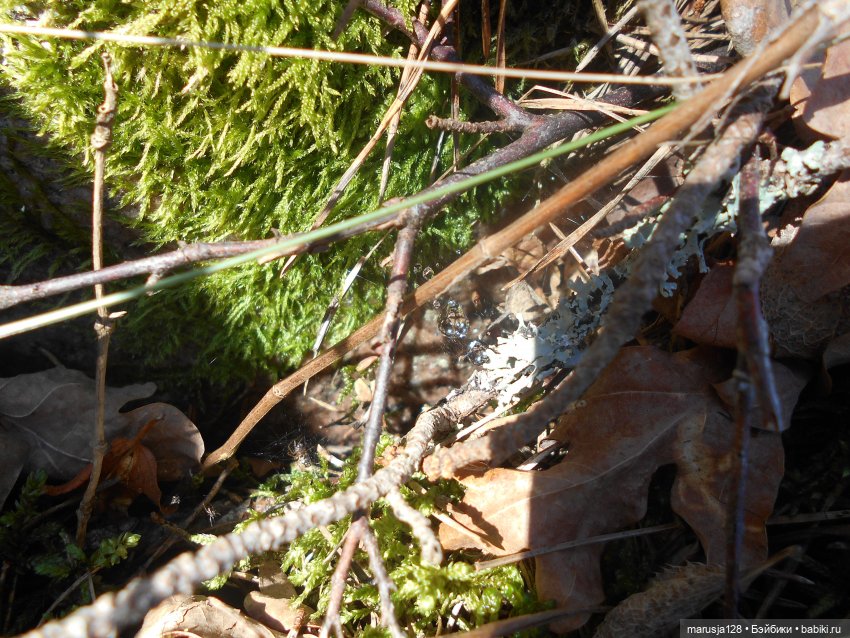 Лес глазами крохи — Туризм и путешествия: фотоотчеты из поездок