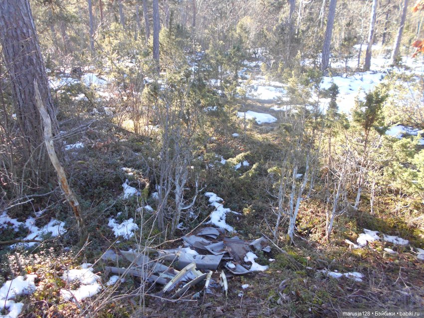 Лес глазами крохи — Туризм и путешествия: фотоотчеты из поездок (фото 3)