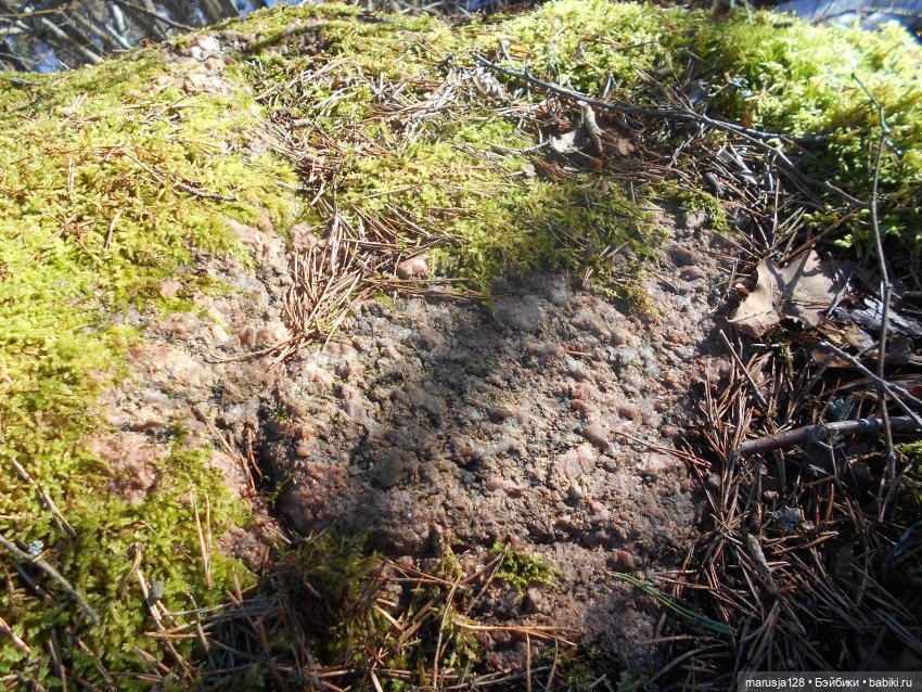 Лес глазами крохи — Туризм и путешествия: фотоотчеты из поездок